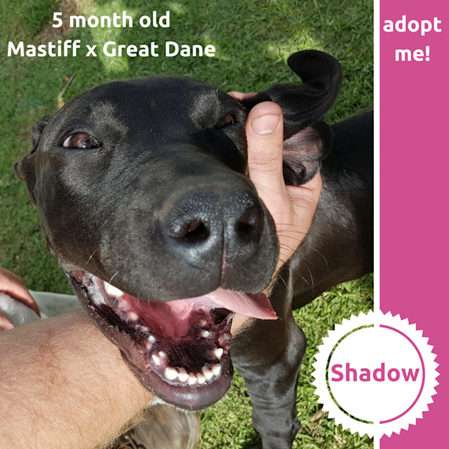 Photo of Shadow ~ Mastiff X Great Dane (On Trial 4/11/2017)