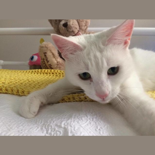 Photo of Lola The Loveable White Cat!