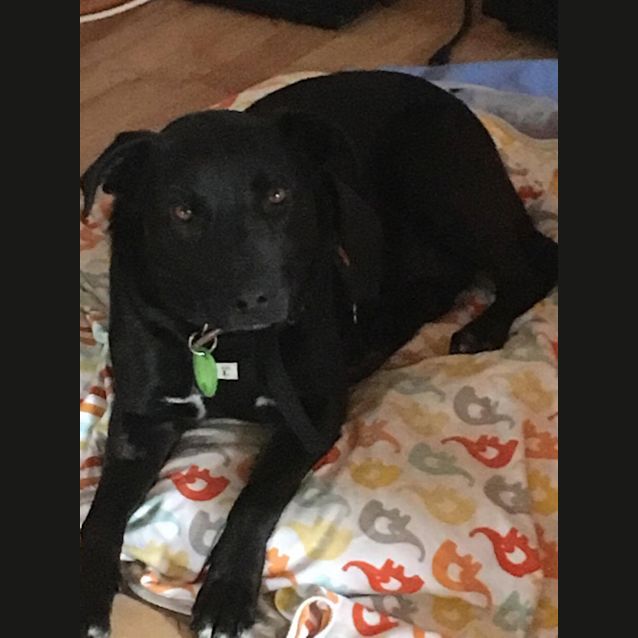 Photo of Peanut