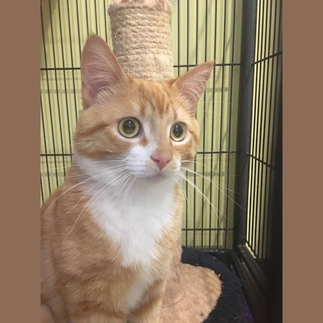 Photo of Obie(now Darling)
