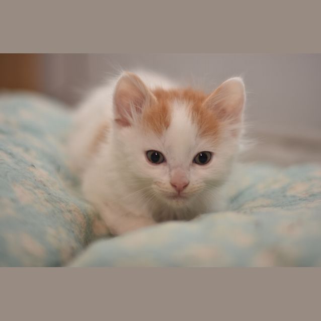 Photo of Warchild   ***2nd Chance Cat Rescue***