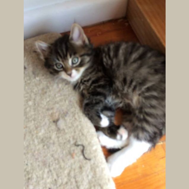 Photo of Mc Tavish **2nd Chance Cat Rescue**