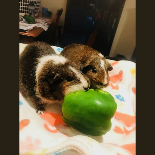 Photo of Riley And Daisy (Mother And Daughter)