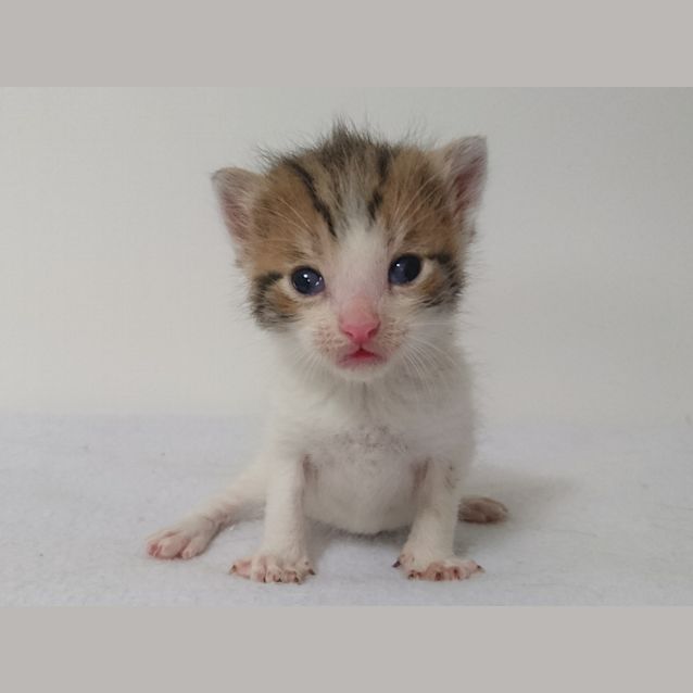 Photo of Banjo