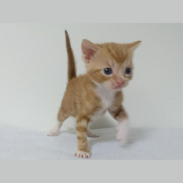 Photo of Chester 