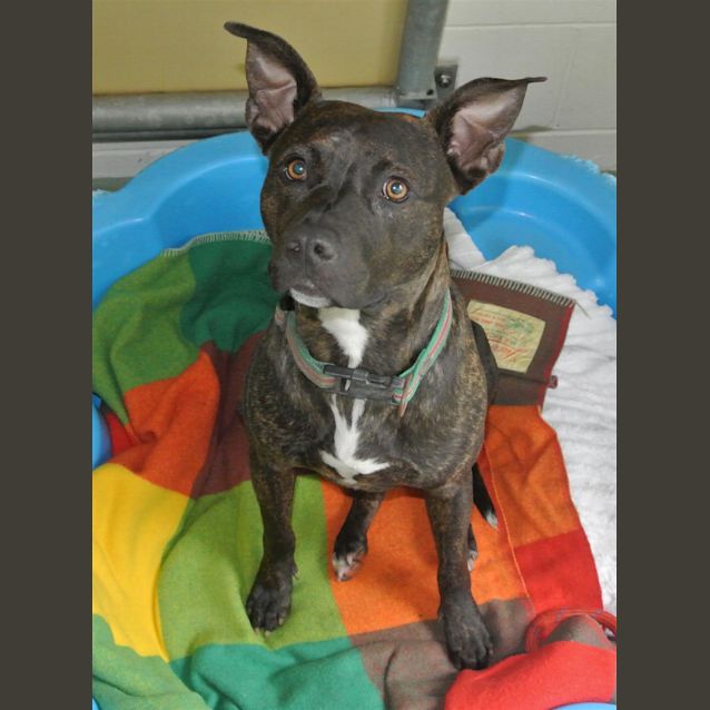 Photo of Dozer