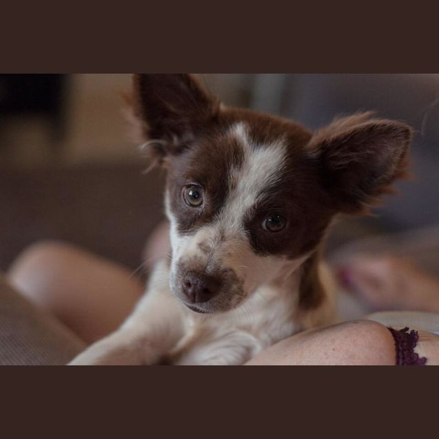 Photo of Jigs Gd0039 *Adoption Pending No Further Enquires