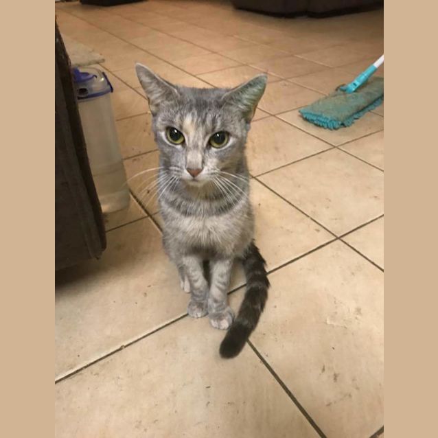 Photo of Pepper 