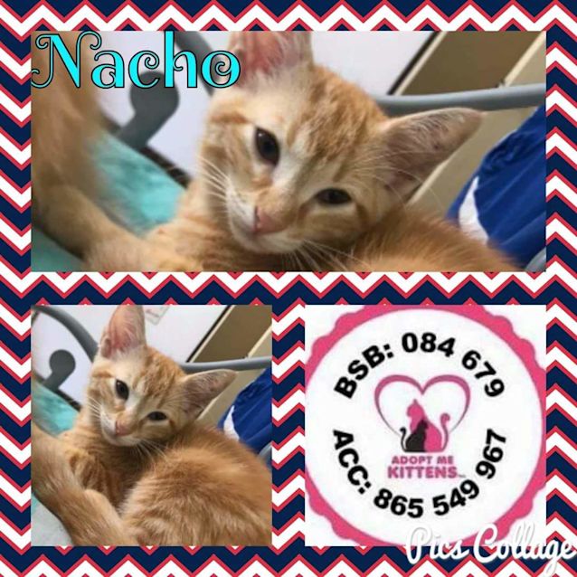 Photo of Nacho