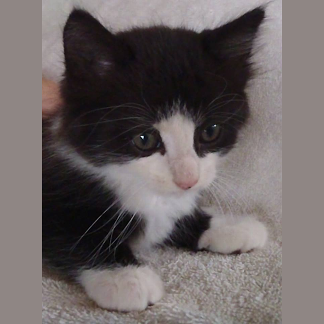 Photo of Poncho