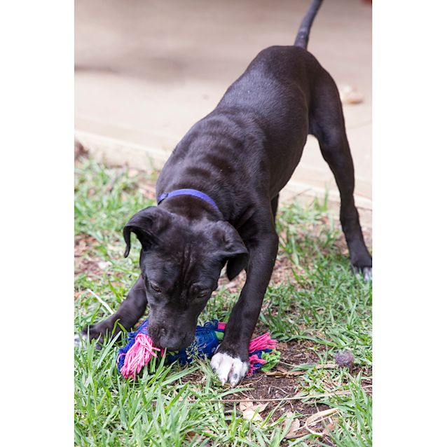 Photo of Lomarni ~ Bull Arabx Koolie X Dane (On Trial 26/11)