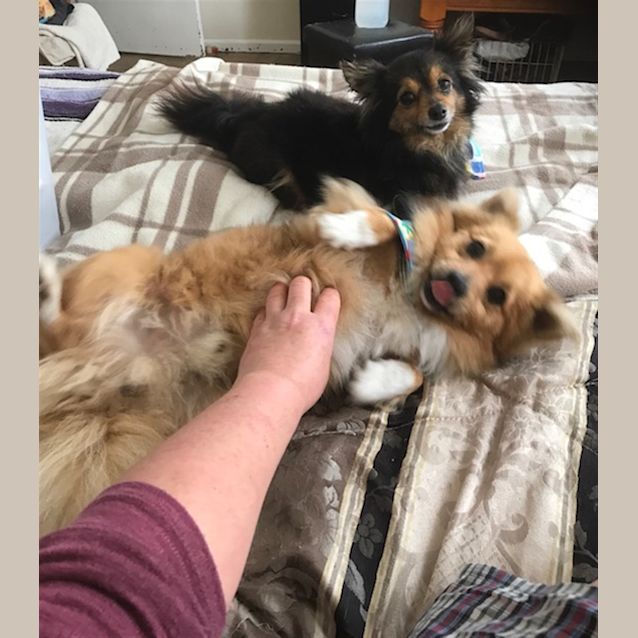 Photo of Jerry (Now Henry) Bonded With June