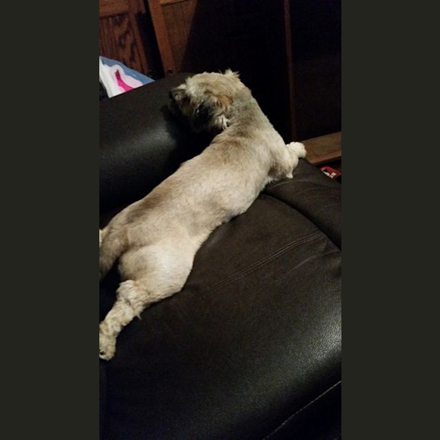 Photo of Chester