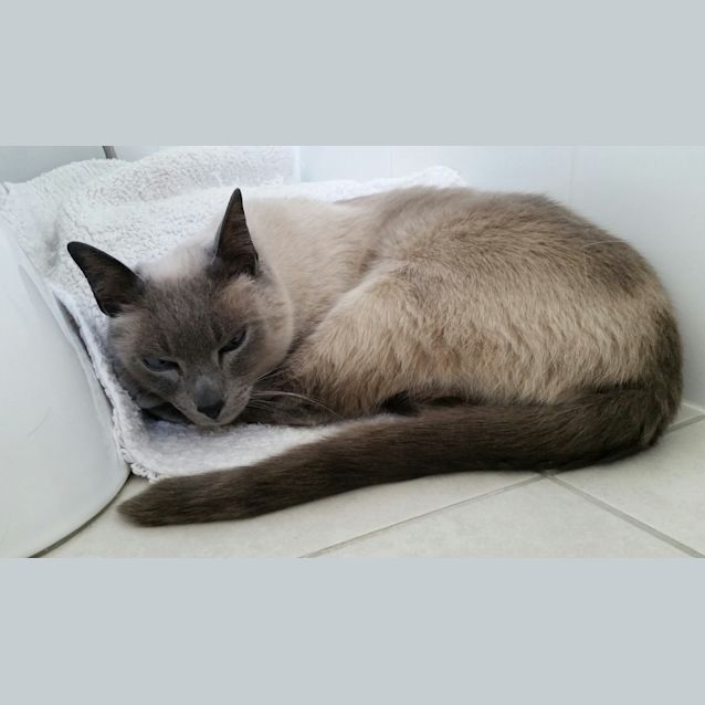 Photo of Leonardo Di Catprio