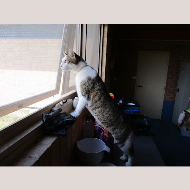 Photo of Archy 