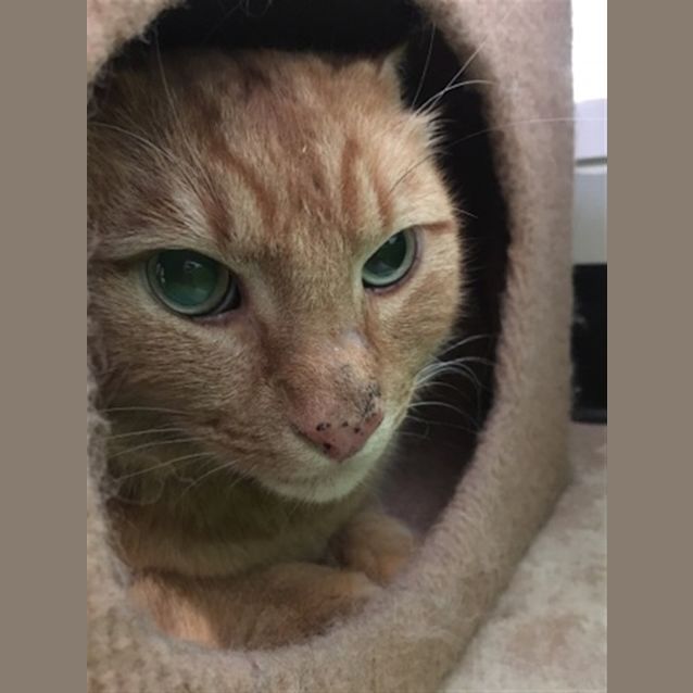 Photo of Ginger
