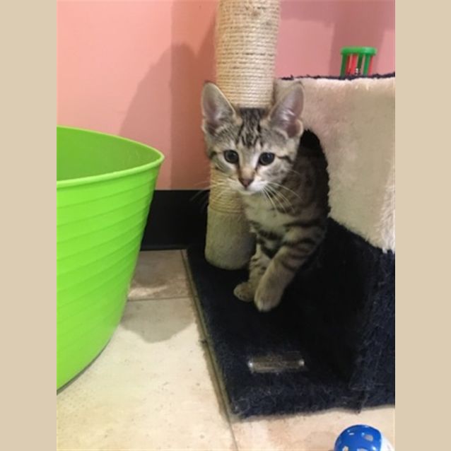 Photo of Tigger