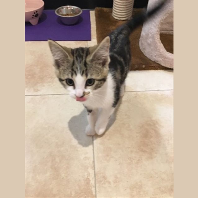 Photo of Patch