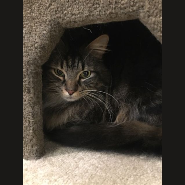 Photo of Chevy