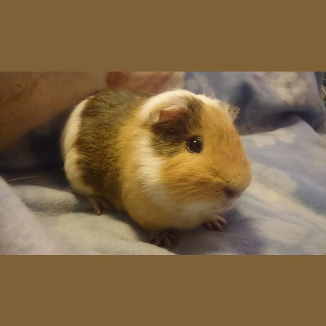 Photo of Eddie (Desexed Male)