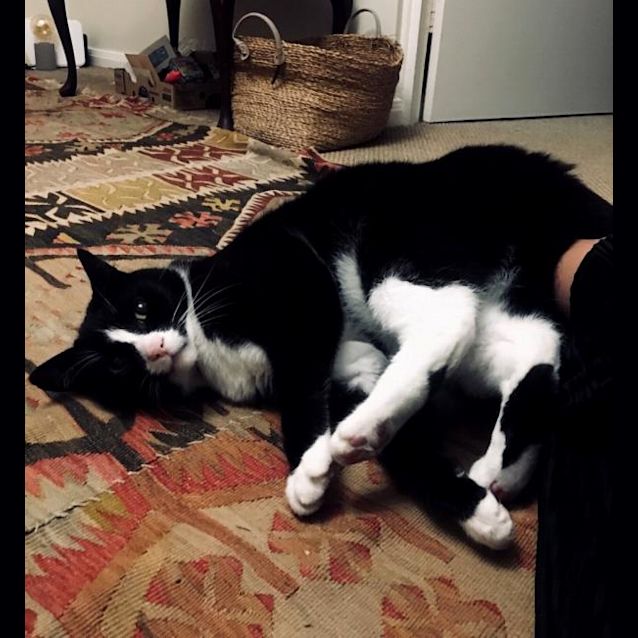 Photo of Smudge