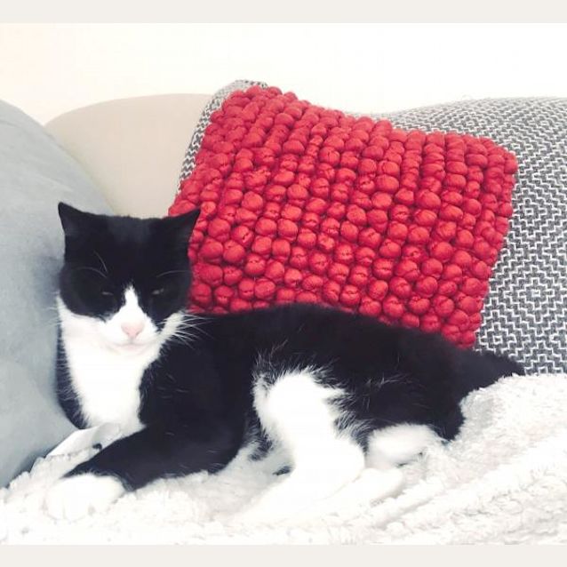 Photo of Pebbles
