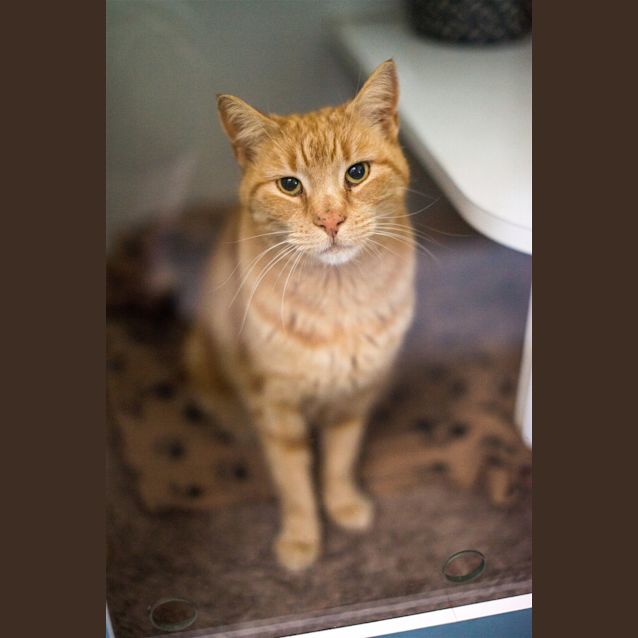 Photo of Gideon
