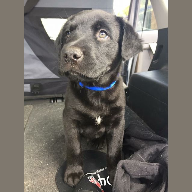 Photo of Puppy Albie Dl1761