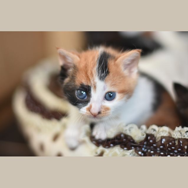Photo of Hermione **2nd Chance Cat Rescue**