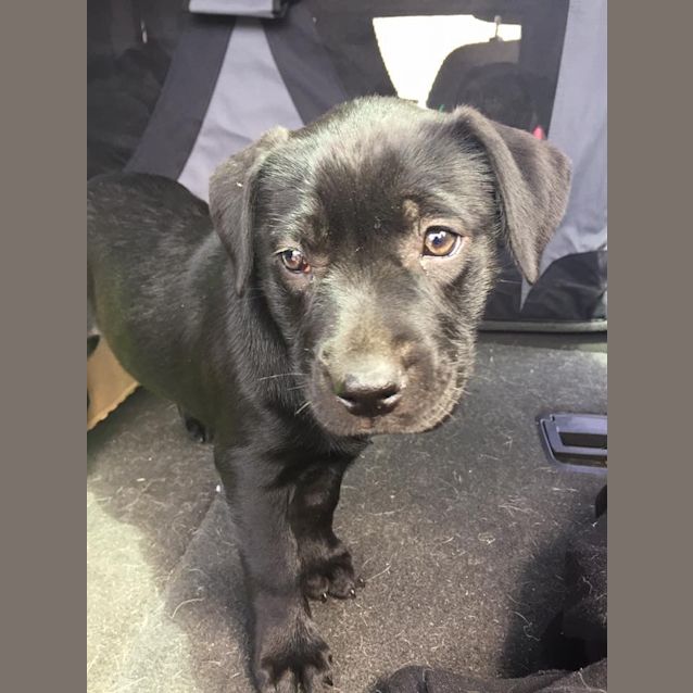 Photo of Puppy Lady Dl1758