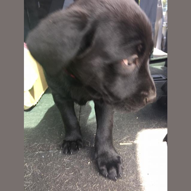 Photo of Puppy Liza Dl1760