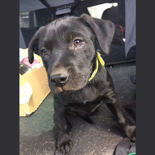 Photo of Puppy Meadow Dl1759