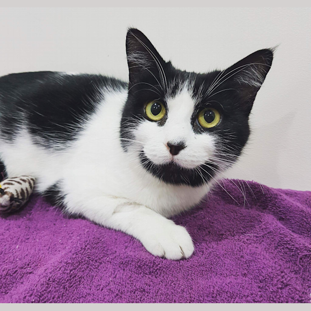 Photo of Velvety Violet *** Canterbury Pound