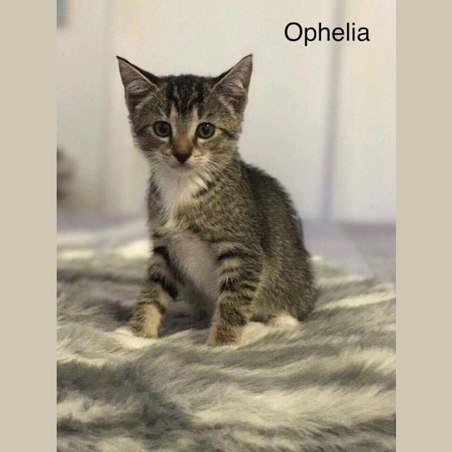 Photo of Ophelia