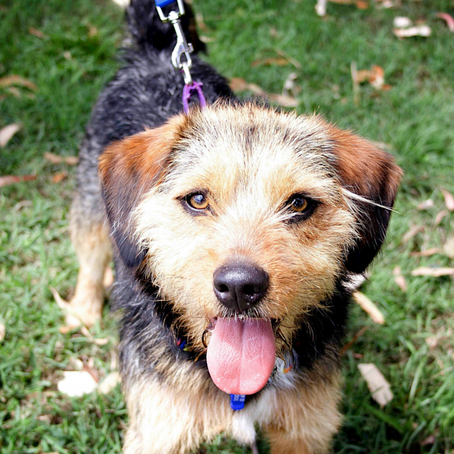 Photo of Sasha ~ Beagle X Terrier (On Trial 10/12/2017)
