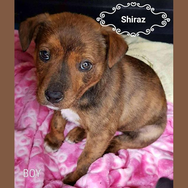 Photo of Shiraz