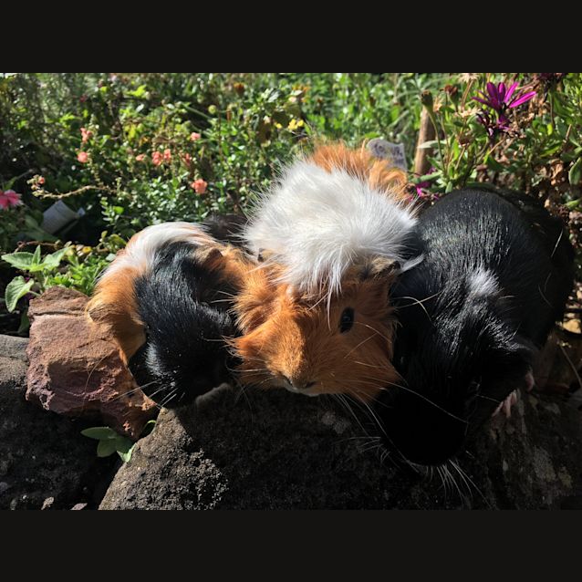Photo of Prince, Caramel & Clare 