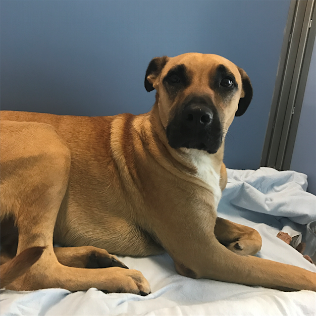 Photo of Sarge