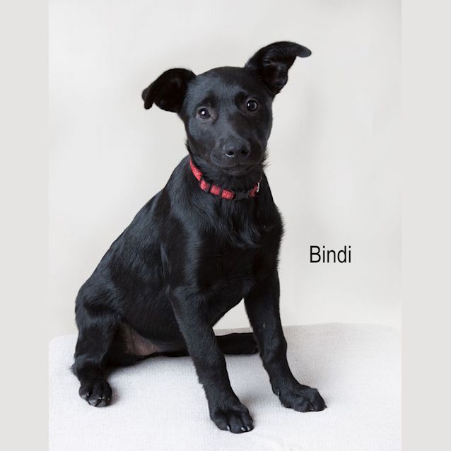 Photo of Bindi