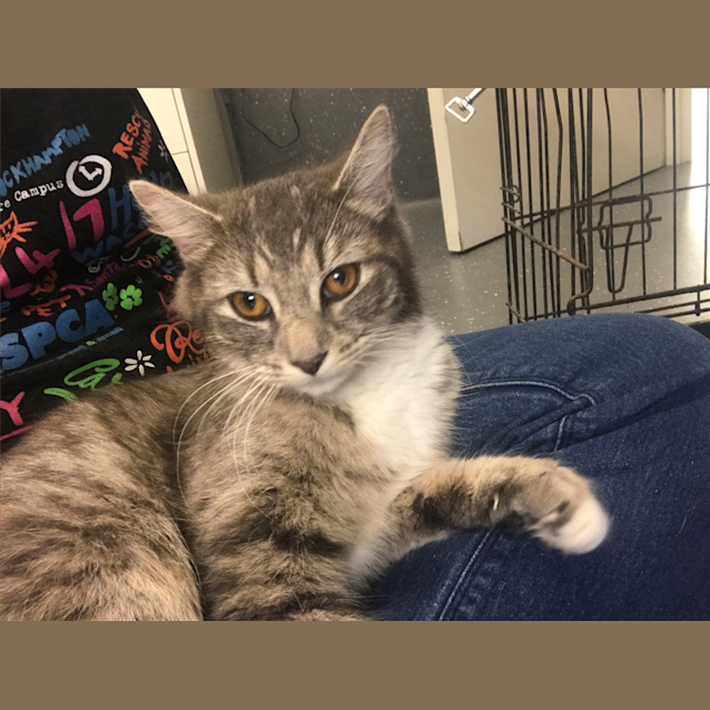 Photo of Masala