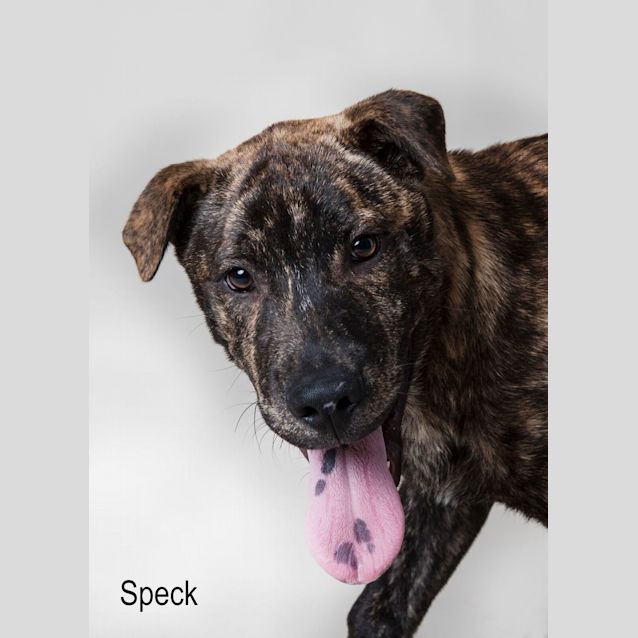 Photo of Speck