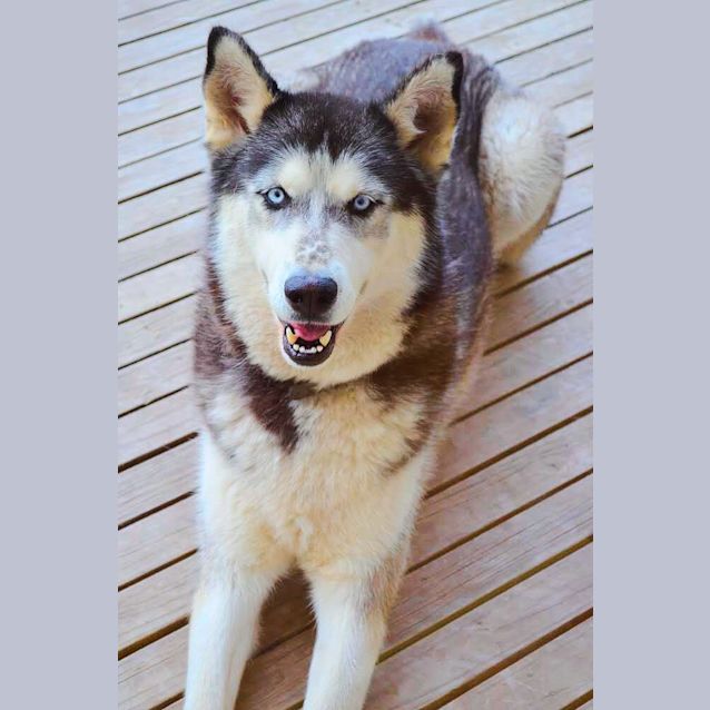 Photo of Jet