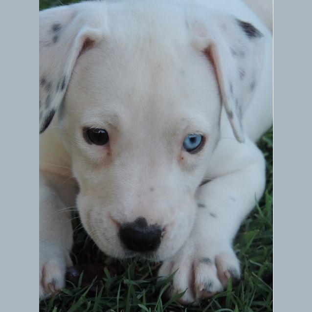 Photo of Aviva *Special Needs   Deaf*