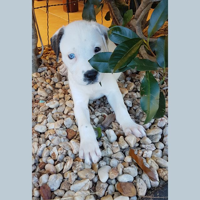 Photo of Juniper *Adoption Pending*