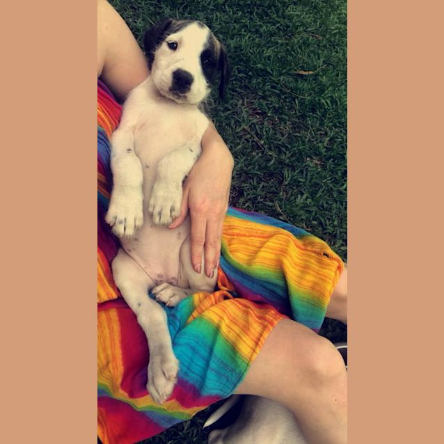 Photo of 🌸 River 🌸  **Adoption Pending**