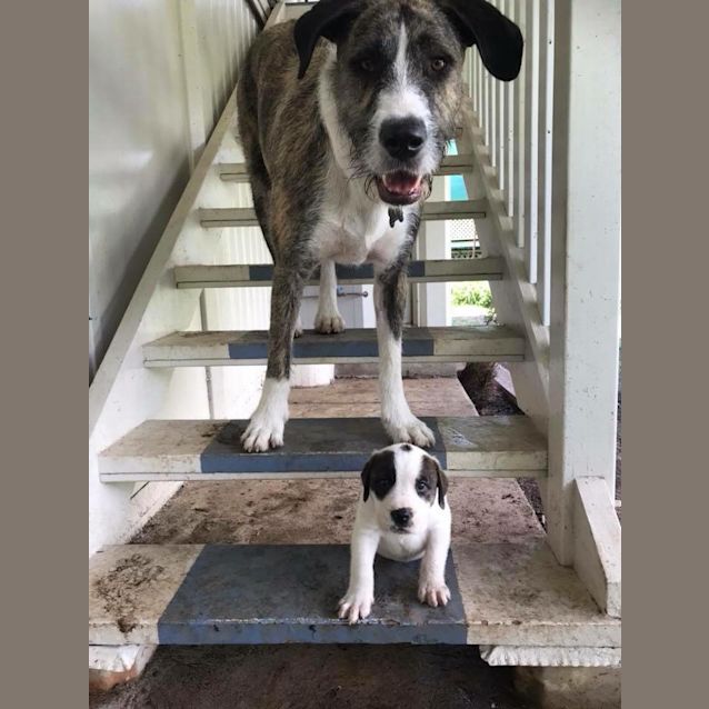 Photo of  🌱 Oak 🌱 **Adoption Pending**