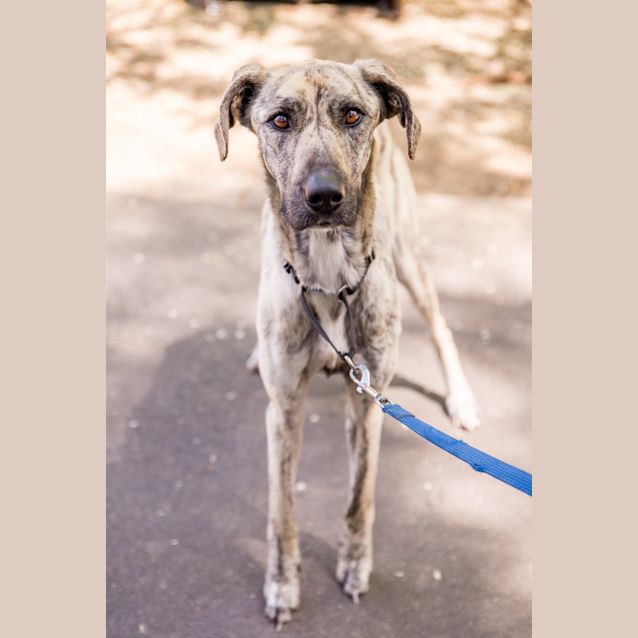 Photo of Tiger Lily