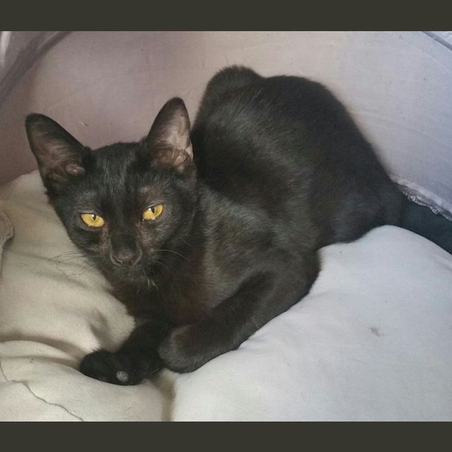 Photo of Oriental "Harriett"