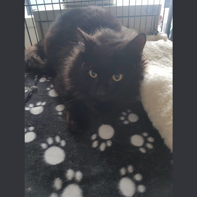 Photo of Dr Strange **2nd Chance Cat Rescue**
