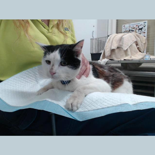 Photo of Daphne (4155)